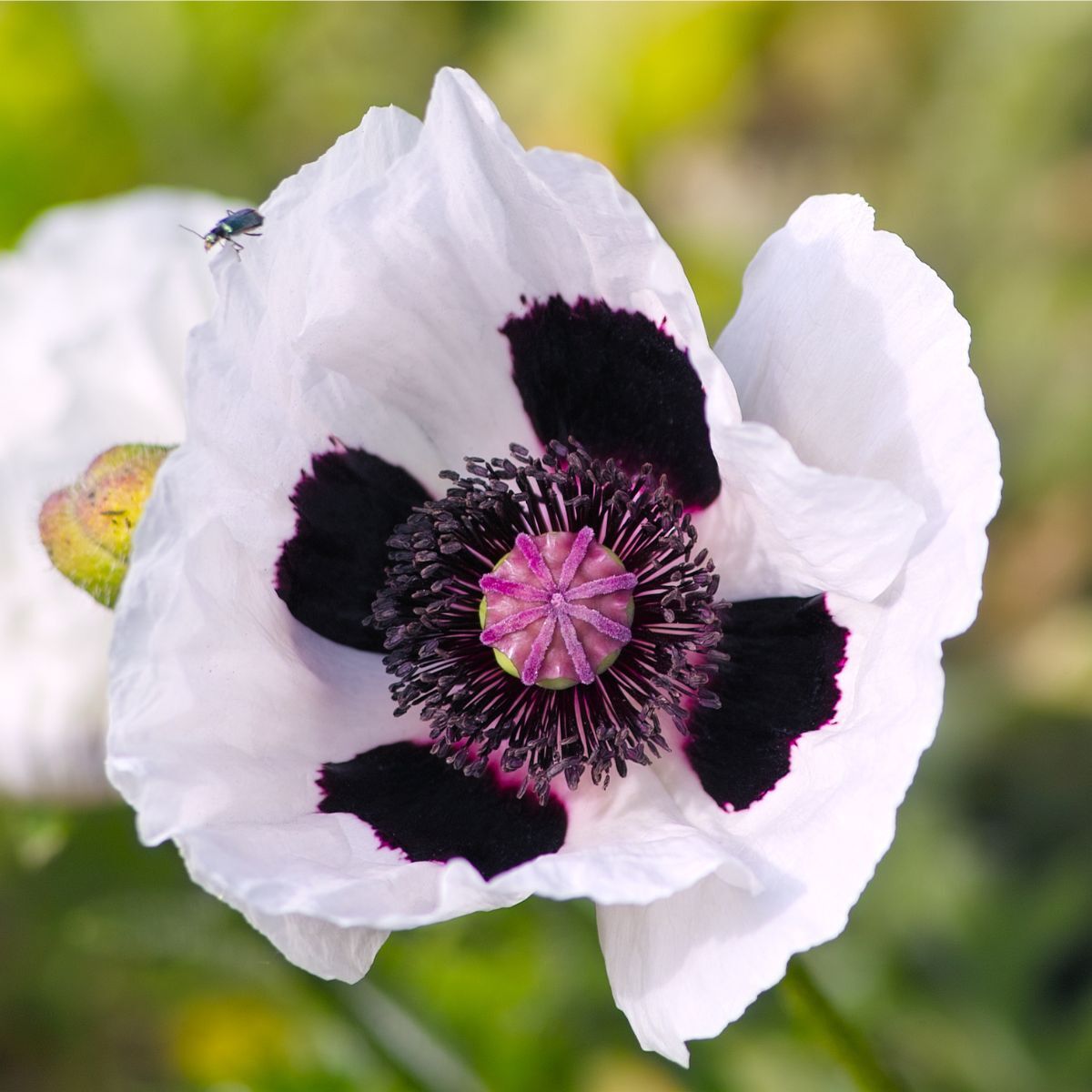Oriental Poppy- Royal Wedding